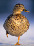 Mallard Female Duck Standing on One Leg on Ice, Highlands, Scotland, UK