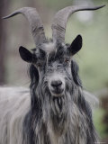 Feral Goat Male, Scotland