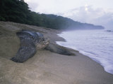 Leatherback Turtle Returning to Sea after Laying Eggs, Grand Riviere, Trinidad