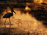 Buy Silhouette of Jabiru Stork in Water, at Sunset, Pantanal, Brazil at AllPosters.com