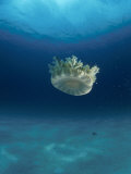Upsidedown Jellyfish (Cassiopeia Sp) Caribbean
