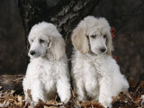 Standard Poodle Dog Puppies, USA
