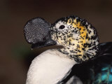 Comb Duck Portrait, Madagascar