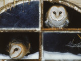 Barn Owls Looking out of a Barn Window Germany