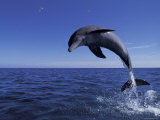 Bottlenose Dolphin Leaping, Bahamas