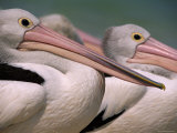 Buy Australian Pelicans, Queensland, Australia at AllPosters.com