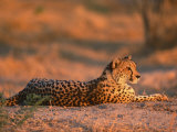 Cheetah, at Sunset, Okavango Delta, Botswana