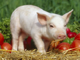 Buy Domsetic Piglet with Vegetables, USA at AllPosters.com