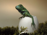 Baby Iguana Placed in a Goose Egg, (Iguana Iguana)