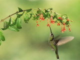 Violet Fronted Brilliant Hummingbird, Manu National Park, Peru