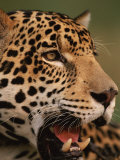 Buy Close-Up of Young Male Jaguar Face,.Brazil at AllPosters.com