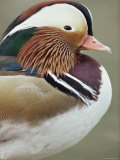 Mandarin Duck, Close up of Male Head, USA