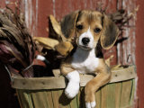 Buy Beagle Dog Puppy at AllPosters.com