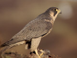 Peregrine Falcon Female (Falco Peregrinus), Subspecies Brookei from Southern Europe