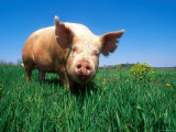 Domestic Pig Portrait, Yorkshire Breed