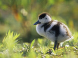 Shelduck Duckling, Belgium, Europe