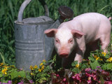 Domestic Piglet Beside Watering Can, USA