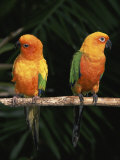 Sun Conures