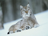 European Lynx in Snow, Norway