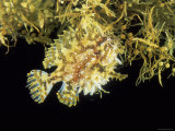 Buy Sargassum Frogfish (Histrio Histrio) on Sargassum Seaweed off Cape Verde Islands, Atlantic at AllPosters.com