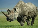 Buy Black Rhino Portrait, Ngorongoro Nr, Tanzania at AllPosters.com