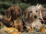 Dachshund Dog Puppies, Smooth Haired and Wire Haired