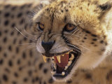 Cheetah Snarling (Acinonyx Jubatus) Dewildt Cheetah Research Centre, South Africa