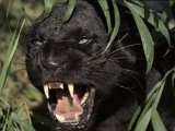 Melanistic (Black Form) Leopard Snarling, Often Called Black Panther