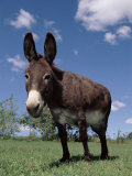 Domestic Donkey, Wisconsin, USA