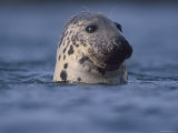 Grey Seal Watching from Water