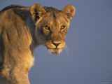 Lioness Portrait, Etosha National Park, Namibia