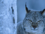 Buy Lynx Portrait, Sweden at AllPosters.com
