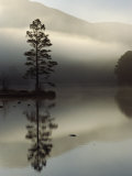 Scots Pine Tree Reflected in Lake at Dawn, Loch an Eilean, Scotland, UK