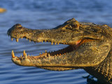 Spectacled Caiman, Llanos, Hato El Frio, Venezuela