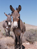 Buy Wild Burro, Arizona/Nevada, USA, North America at AllPosters.com