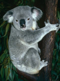 Koala, in Tree, Queensland, Australia