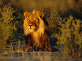Lion Male, Kalahari Gemsbok, South Africa