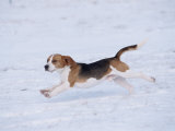 Beagle Running Through Snow, USA