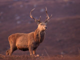 Buy Red Deer Stag Portrait, Scotland, Inverness-Shire at AllPosters.com