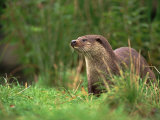 Buy European Otter (Lutra Lutra), Otterpark Aqualutra, Leeuwarden, Netherlands, Europe at AllPosters.com