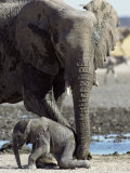 African Elephant Female Helping Baby (Loxodonta Africana) Etosha National Park, Namibia