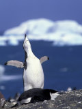 Chinstrap Penguin, Ecstatic Display, South Sandwich Is
