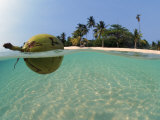 Buy Coconut Floating on Water, Indo-Pacific, Split-Level, Dispersal of Seed at AllPosters.com