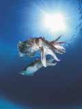 Buy Broadclub Cuttlefish Mating, Sulu-Sulawesi Seas, Indo-Pacific at AllPosters.com