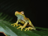 Glass Frog with Eggs Visible Through Skin, Ecuador, South America