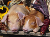 Domestic Piglets Sleeping, USA