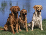 Three Golden Retrievers, USA
