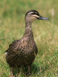 Pacific Black Duck, Tasmania, Australia