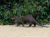 Buy Giant Otter, Guyana at AllPosters.com