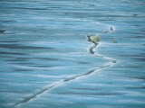 Buy Polar Bear and Cub Cross Crack in Ice, Churchill, Canada at AllPosters.com